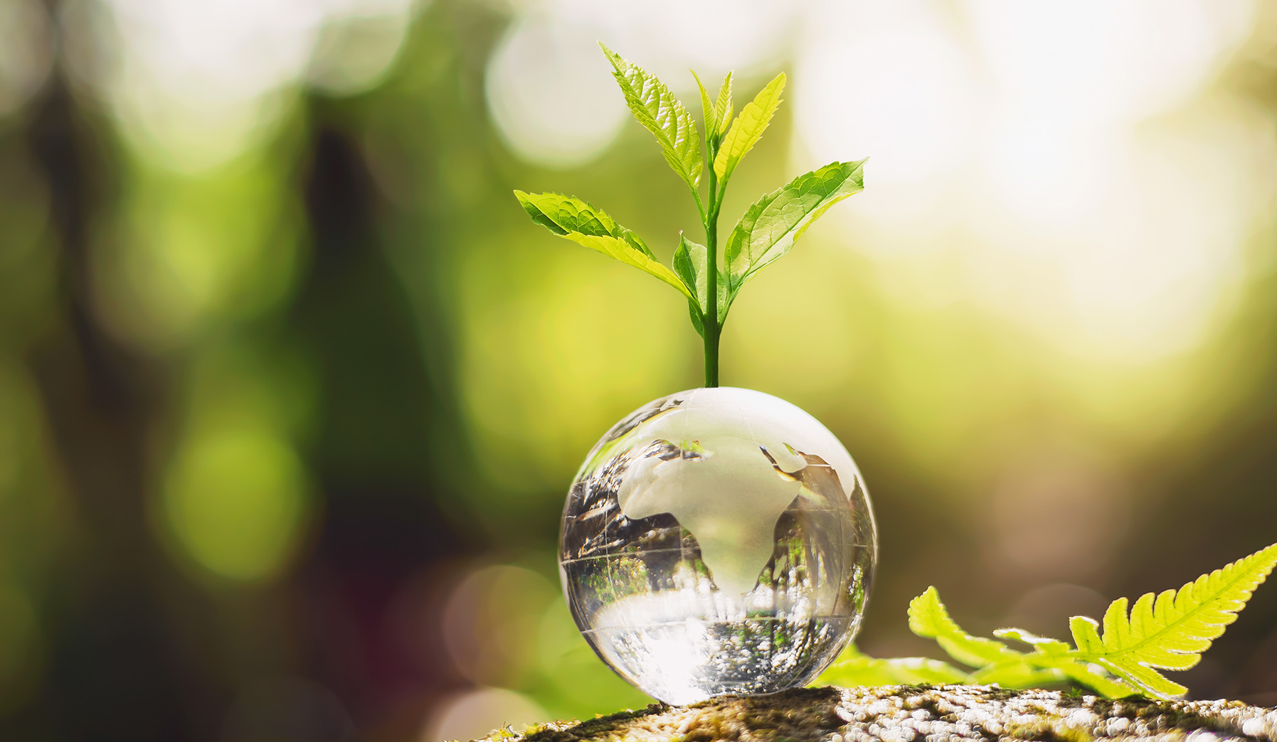 Ecofirendly products